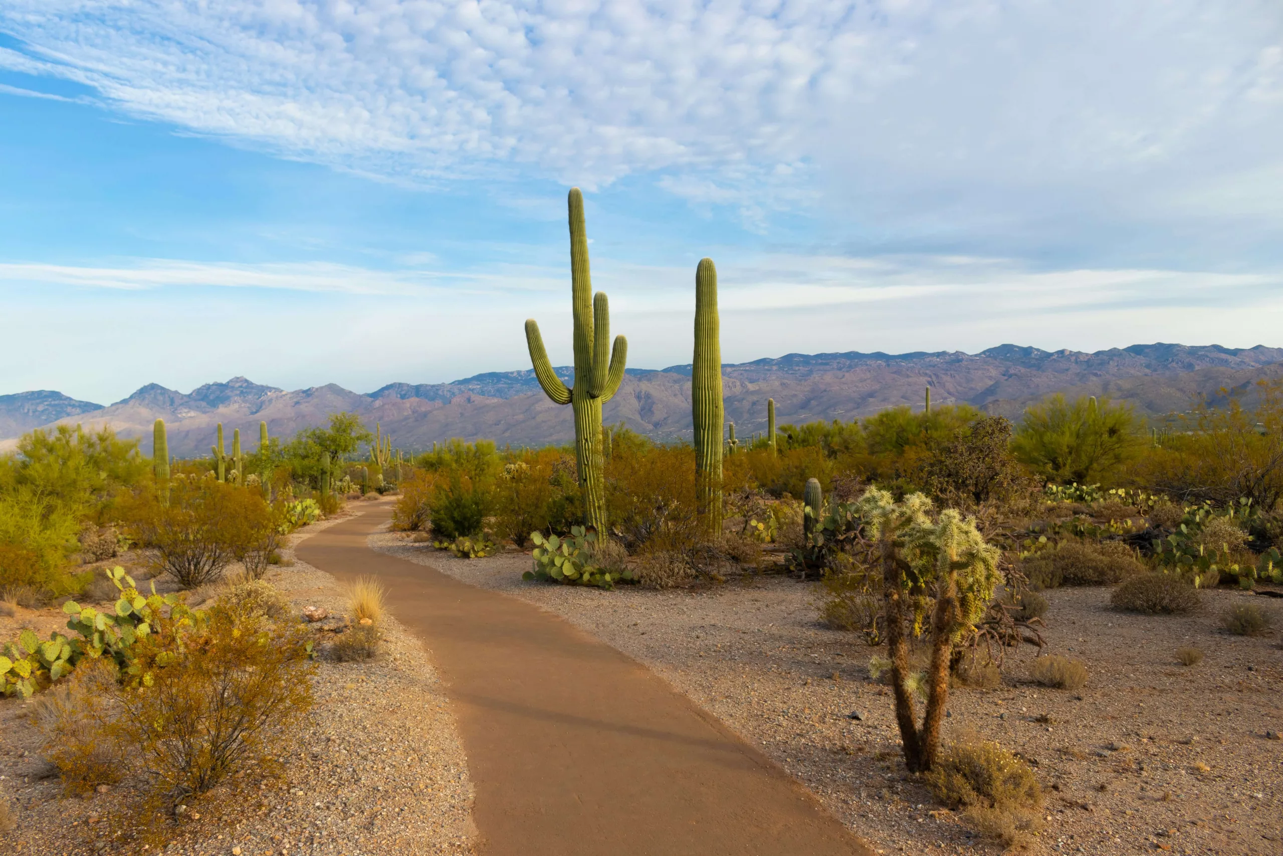Arizona Desert Scene with tall cactus